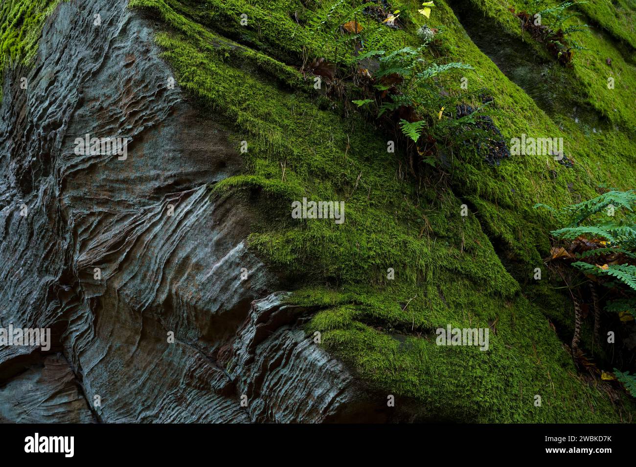 Sandstone rocks covered with dense moss and lichen, Palatinate Forest ...
