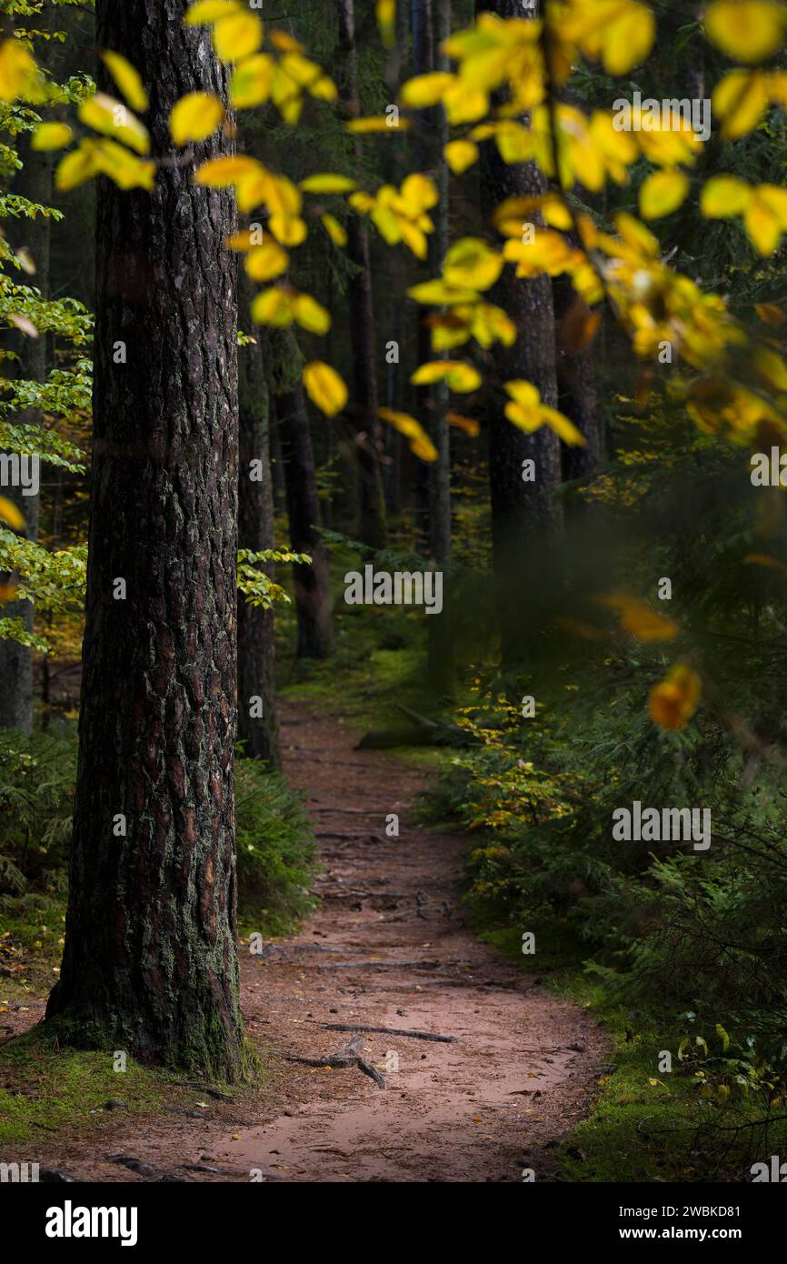 Path through the forest near Dahn, Pfälzerwald Nature Park, Pfälzerwald-Nordvogesen Biosphere Reserve, Germany, Rhineland-Palatinate Stock Photo