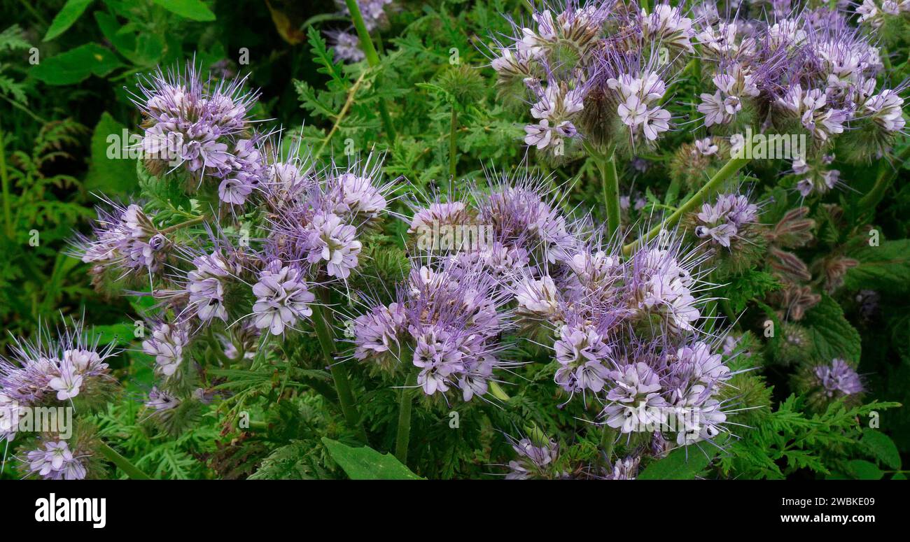 Lacy Phacelia, phacelia tanacetifolia in bloom in a field, Green Manure, Normandy in France Stock Photo