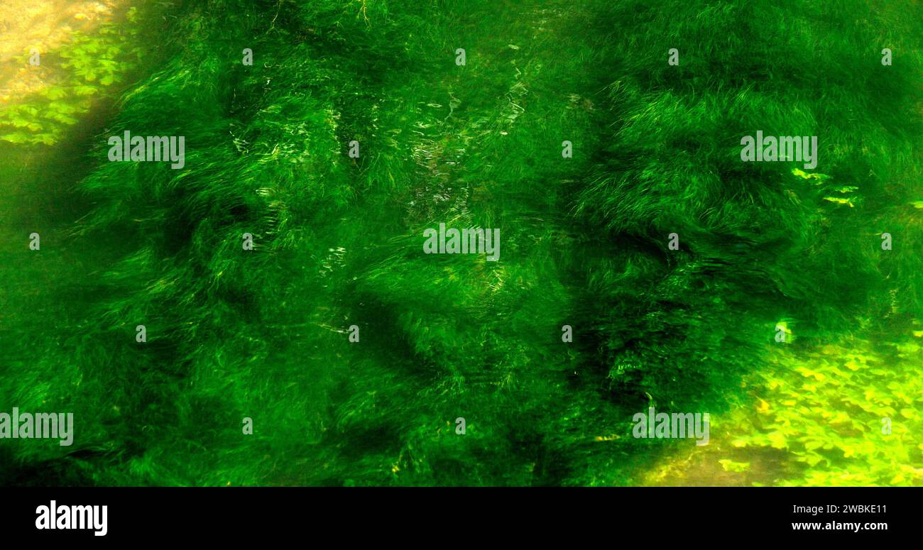 Aquatic plants of plants hi-res stock photography and images - Alamy