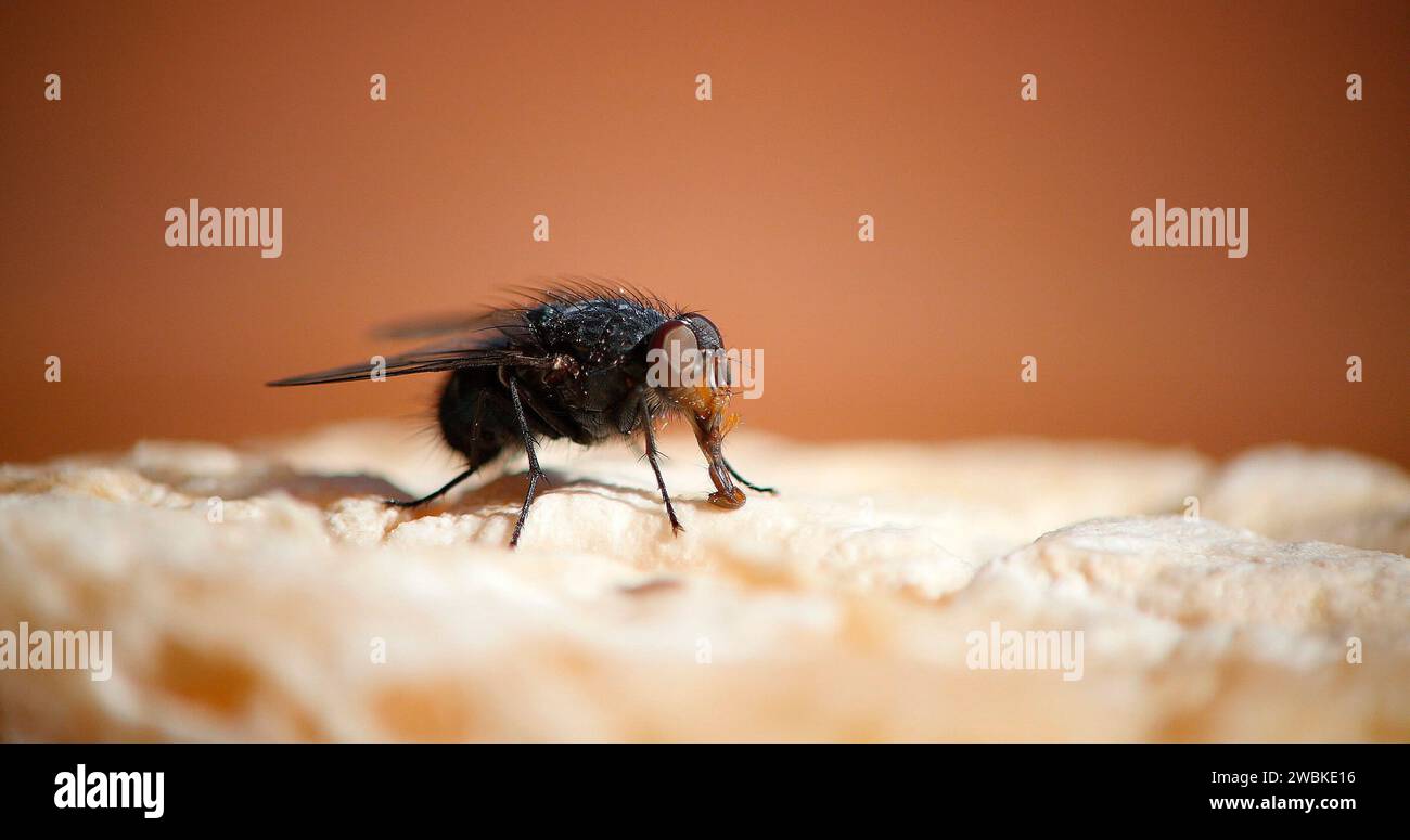 Fly standing on a Piece of Cheese, Normandy in France Stock Photo