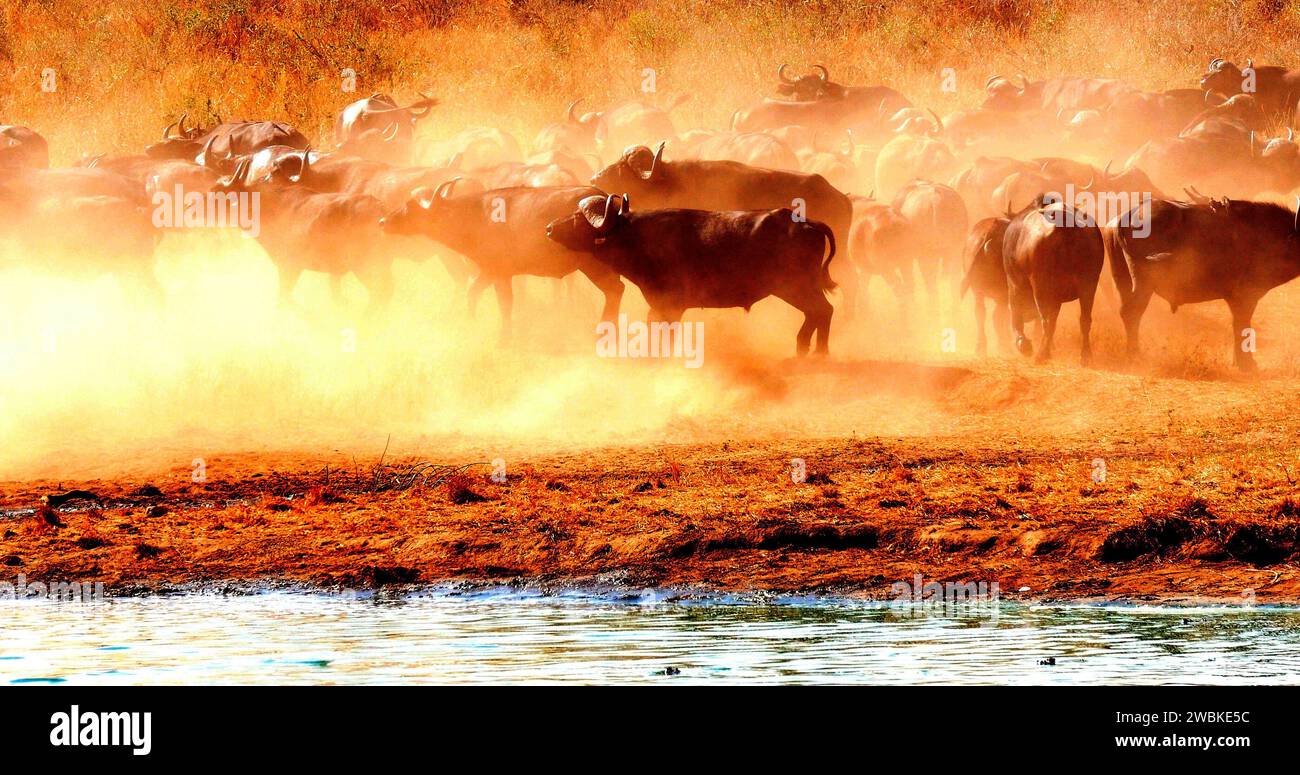 African Buffalo, syncerus caffer, Herd drinking at Water Hole, Tsavo Park in Kenya Stock Photo
