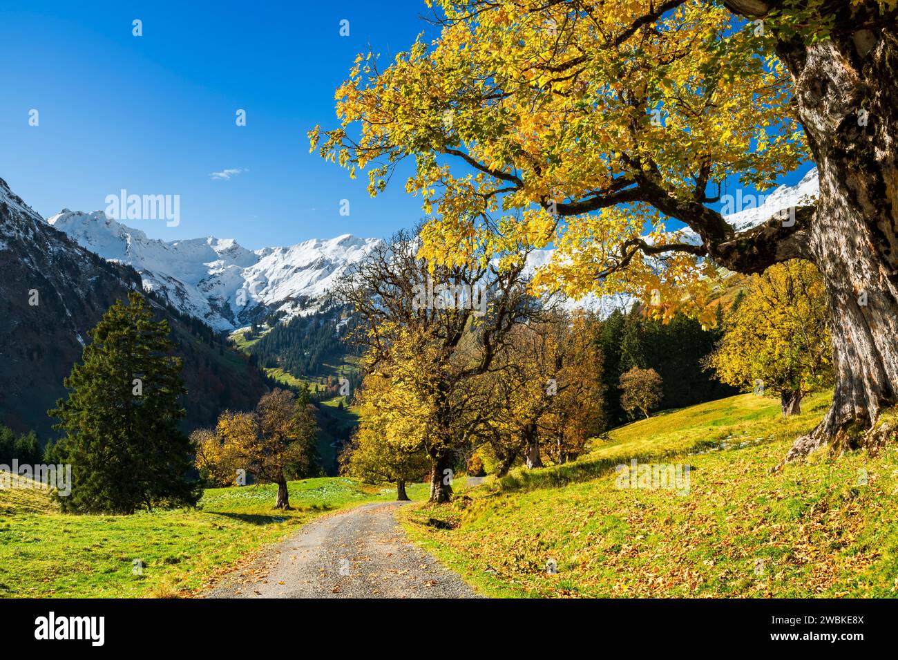 Autumn leaves glowing under hi res stock photography and images Alamy