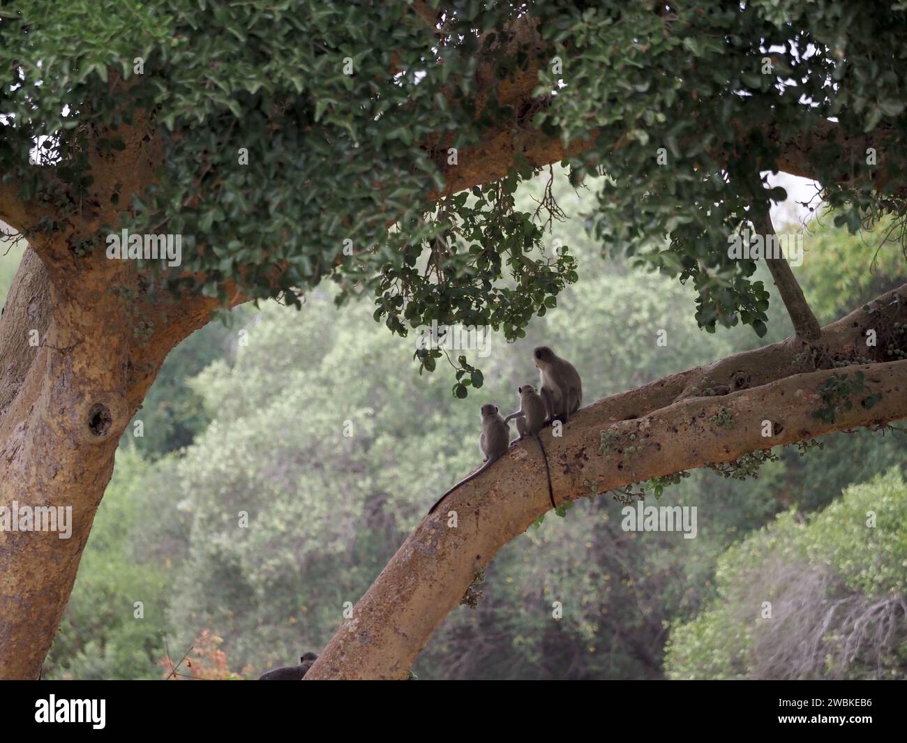 Vervet monkey family enjoying the view from a tree branch in Kruger National Park near Skukuza, Mpumalanga, South Africa Stock Photo