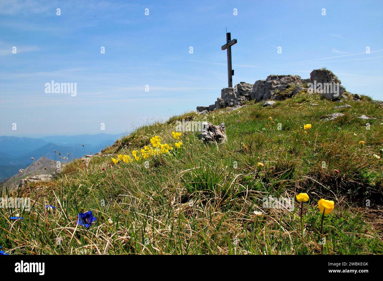 Hike to the Soiernspitze (2257m), the mountain cross in front of a bright blue sky, troll flowers, gentian, mountain auricle in the foreground, Soiern Stock Photo