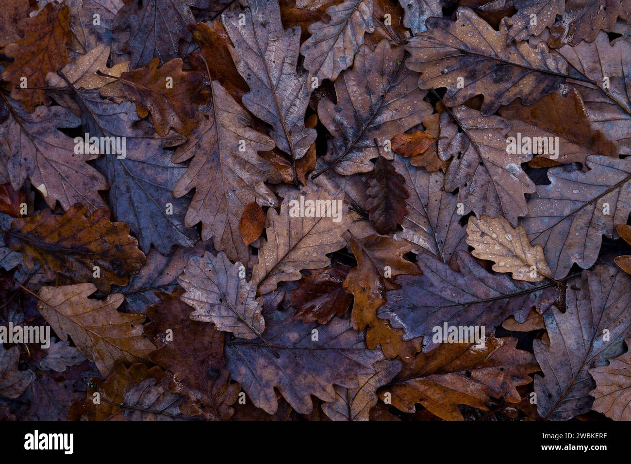 Oak leaves in various shades of brown lying on the forest floor, top ...
