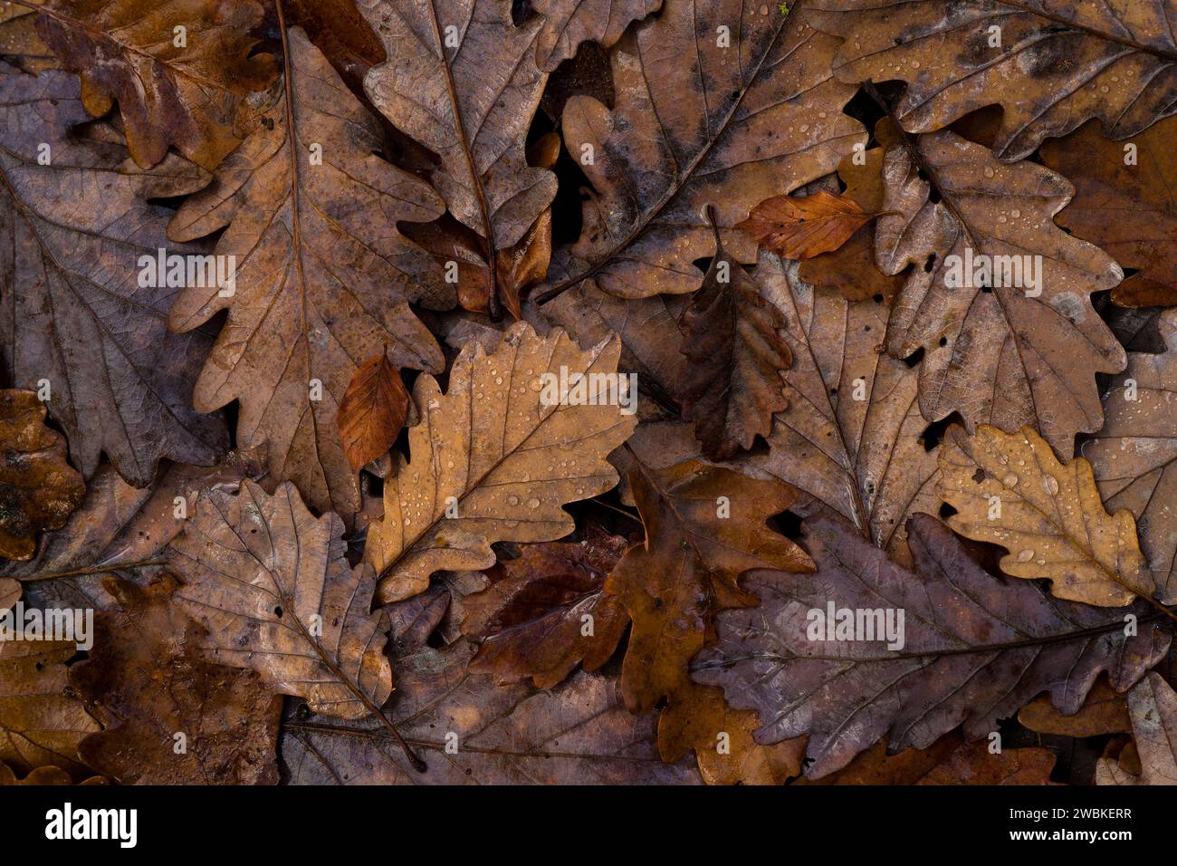 Oak leaves in various shades of brown lying on the forest floor, top ...