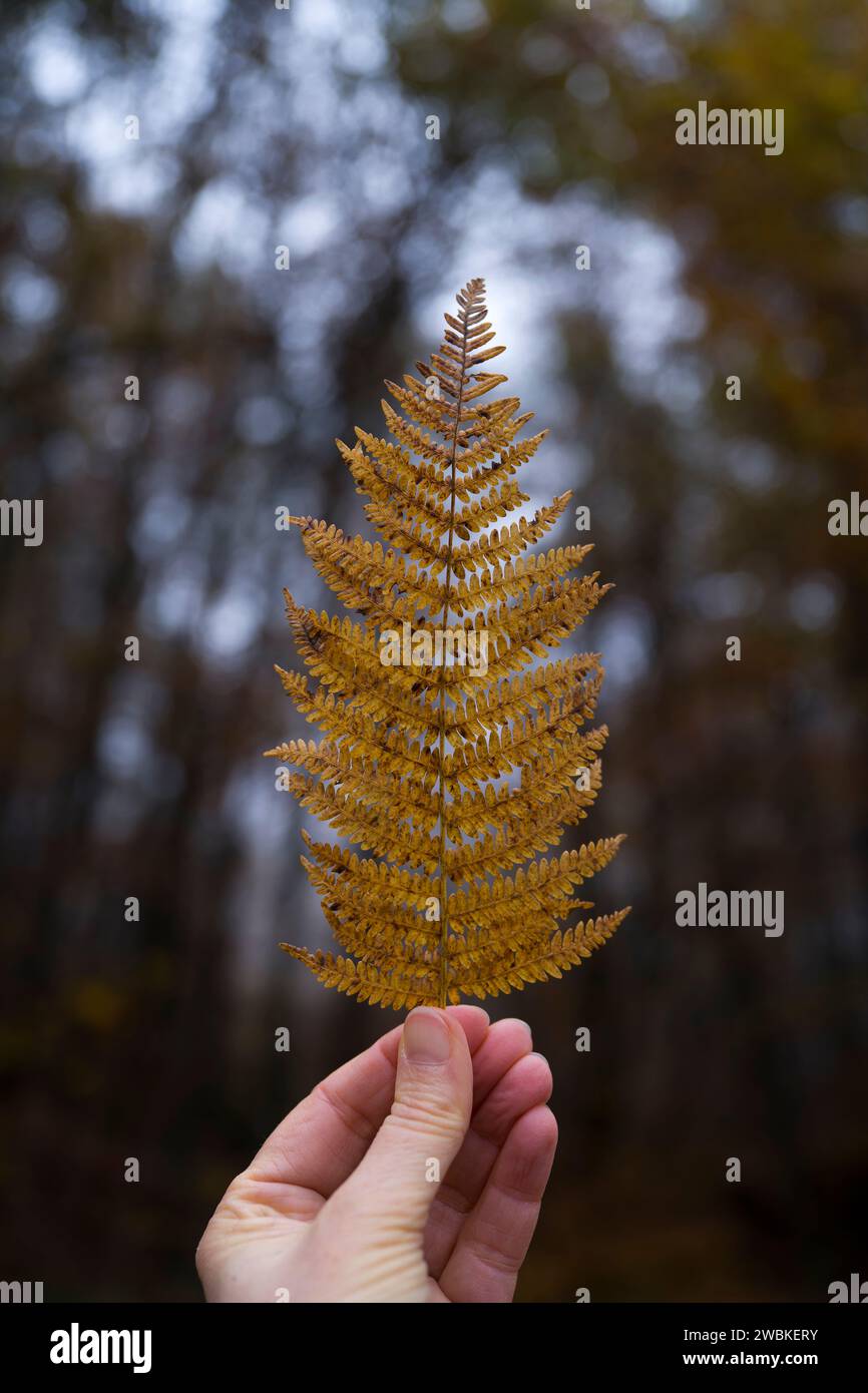 Natural fern in the forest hi-res stock photography and images - Alamy