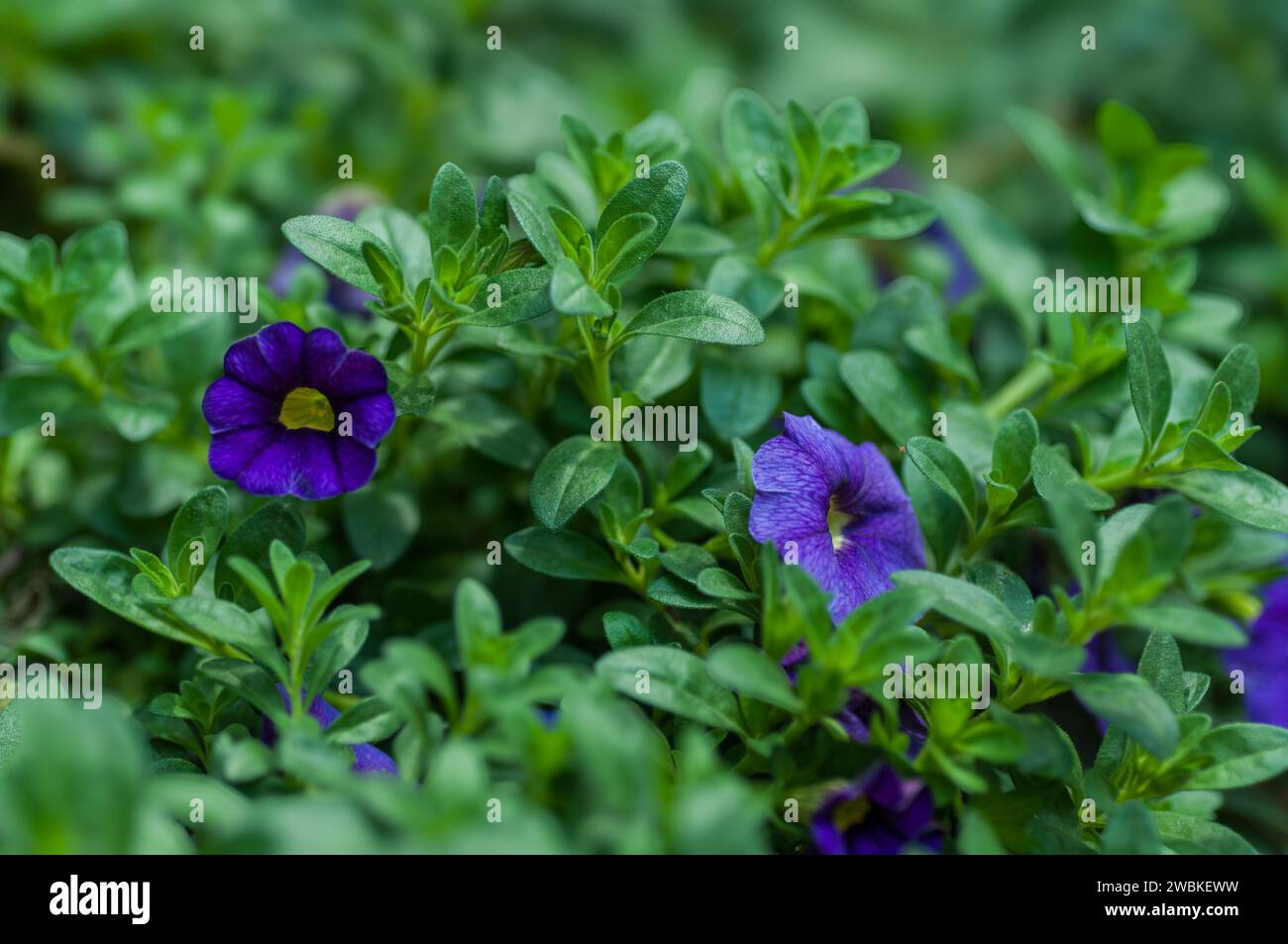 Million Bells, Calibrachoa, blooming in a hanging basket with single deep blue flowers. A vibrant summer decoration for the balcony, terrace, or patio Stock Photo