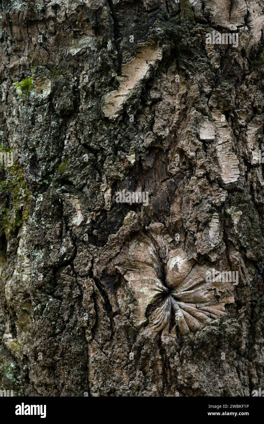 dark furrowed bark of a birch tree, close-up, Germany Stock Photo