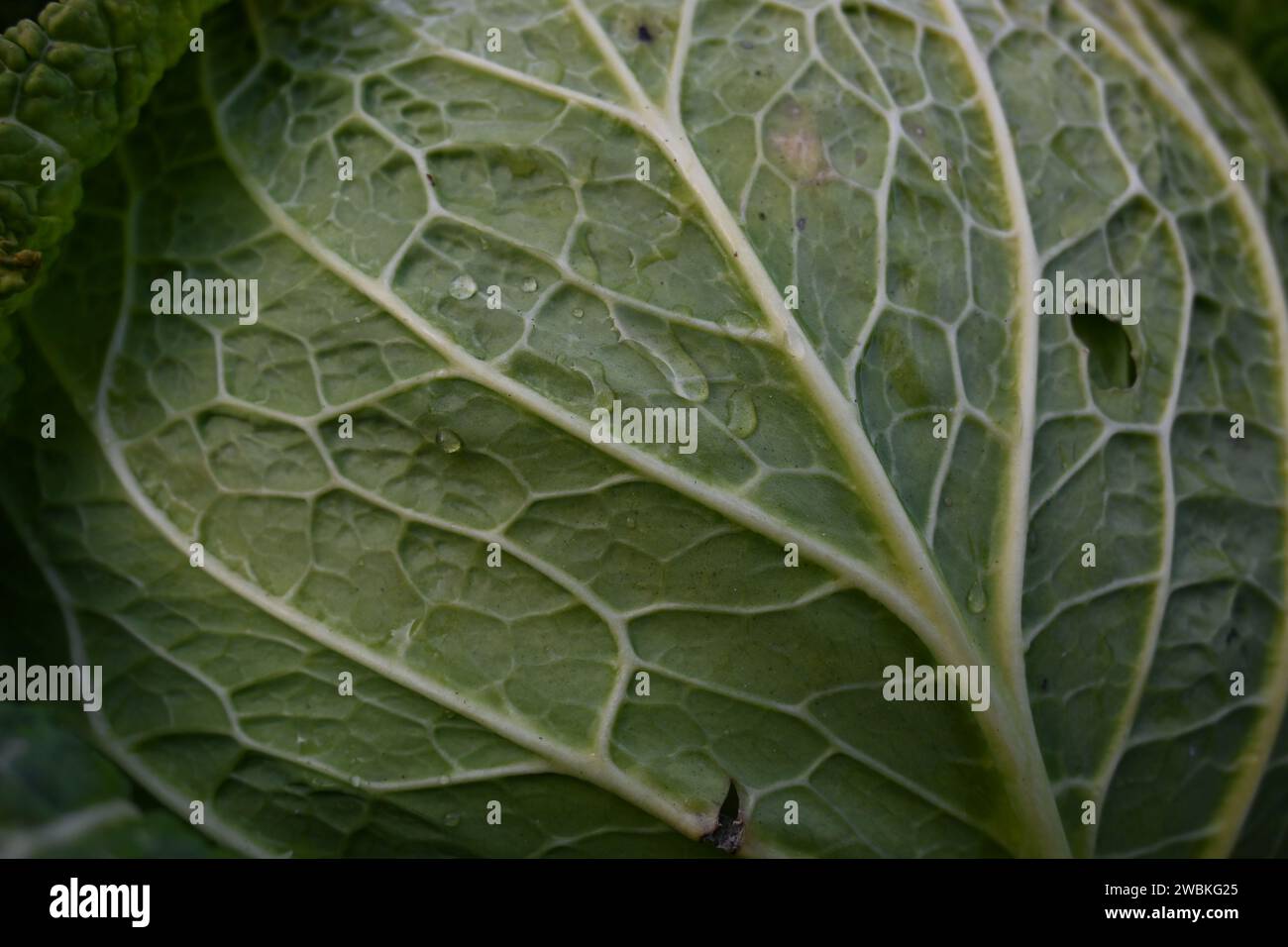 Details of savoy cabbage Stock Photo - Alamy