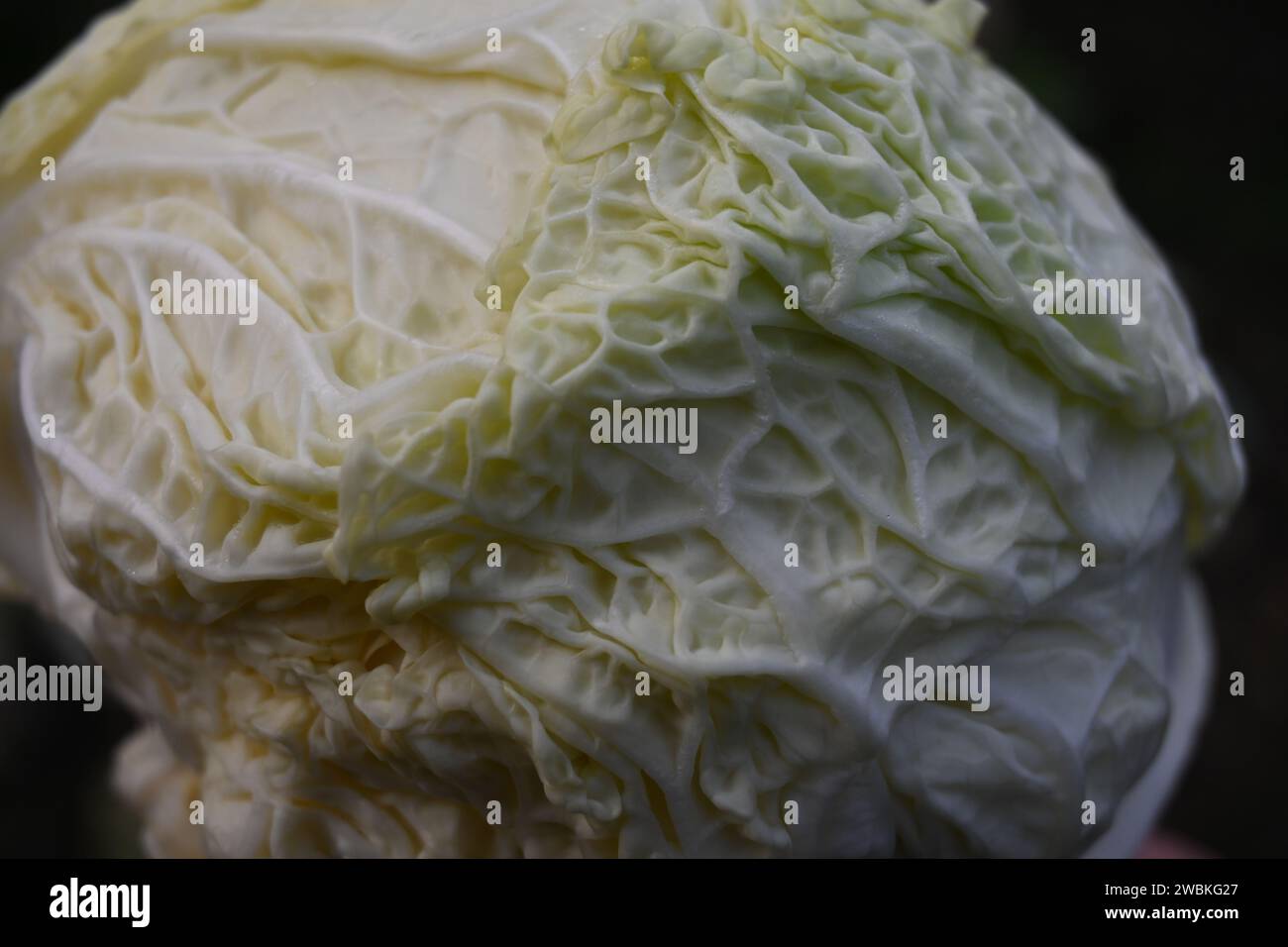 Savoy cabbage isolated Stock Photo - Alamy