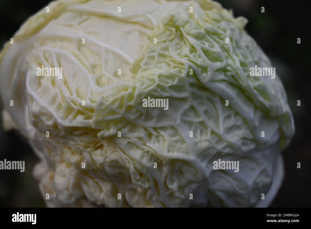 Cabbage disease hi-res stock photography and images - Alamy