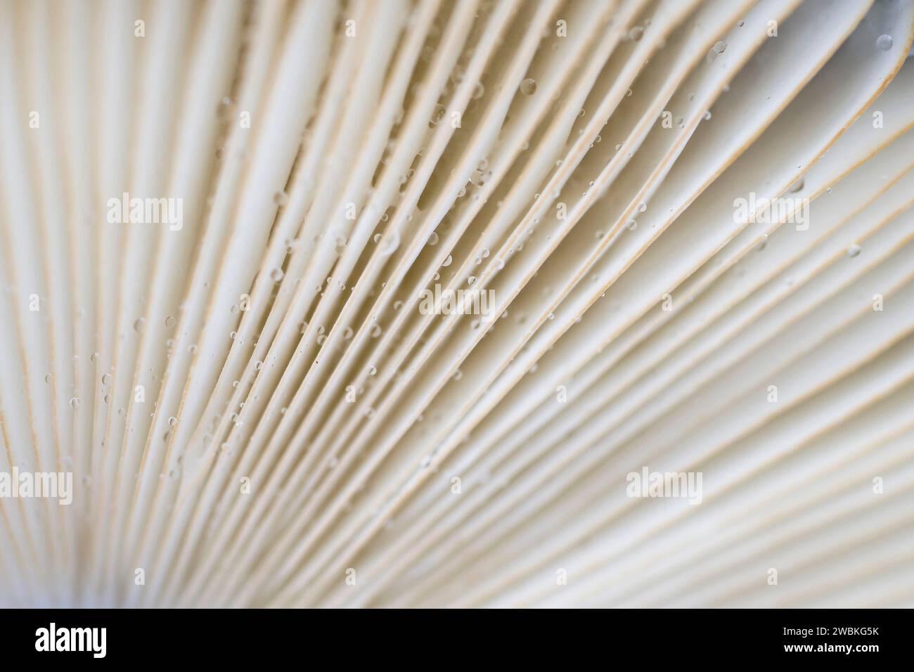 Mushroom cap from below, lamellae with guttation droplets, close-up, Germany Stock Photo