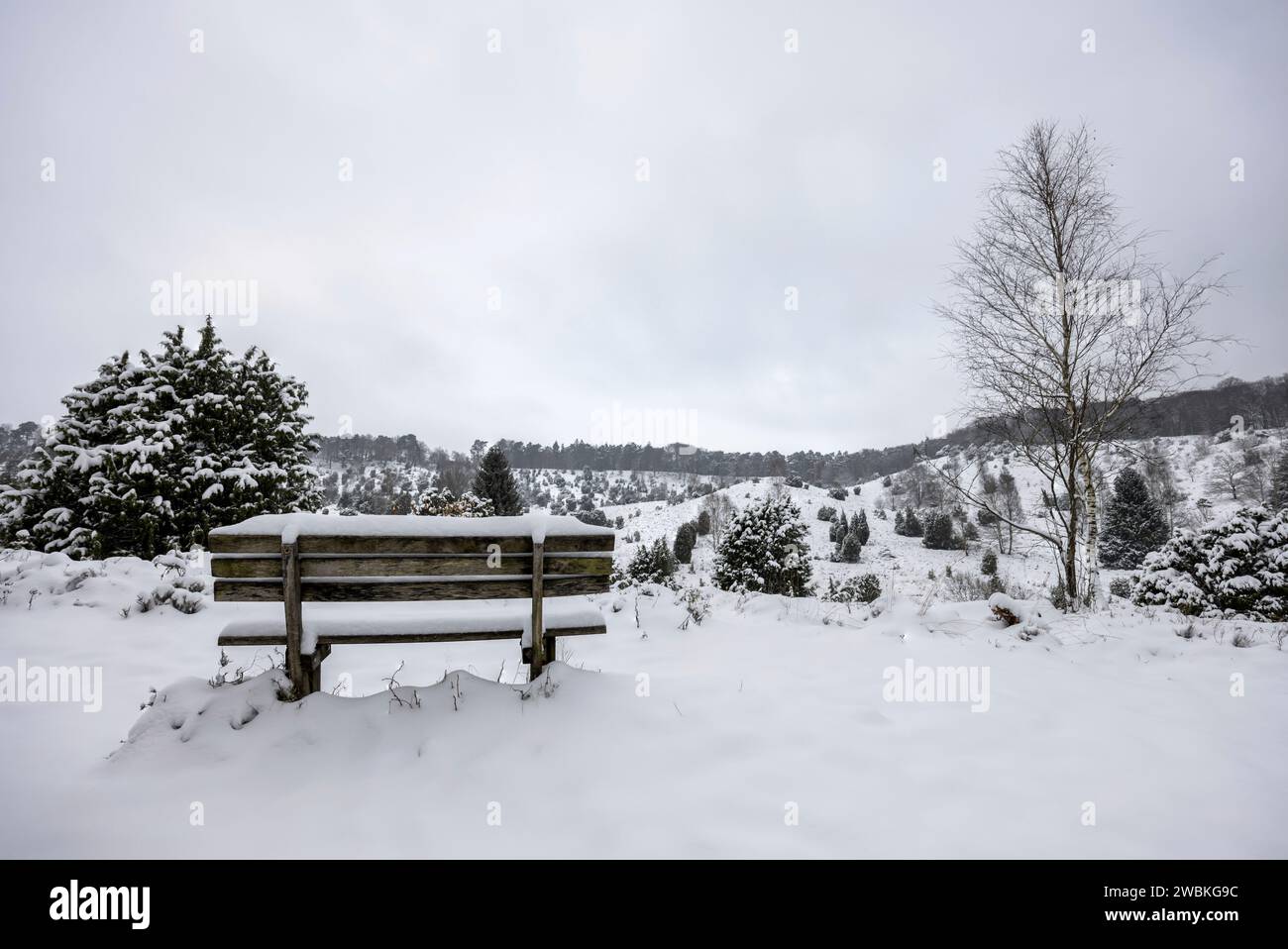 Wooden bench at Totengrund in the snowy Lüneburg Heath Stock Photo