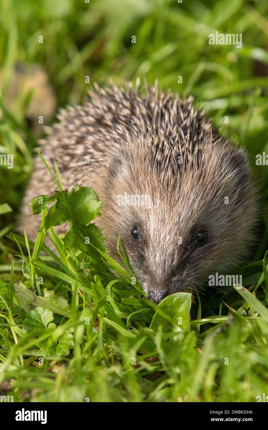 Hedgehog, Erinaceus europaeus, spiny animal, animal of the year 2024 Stock Photo Alamy