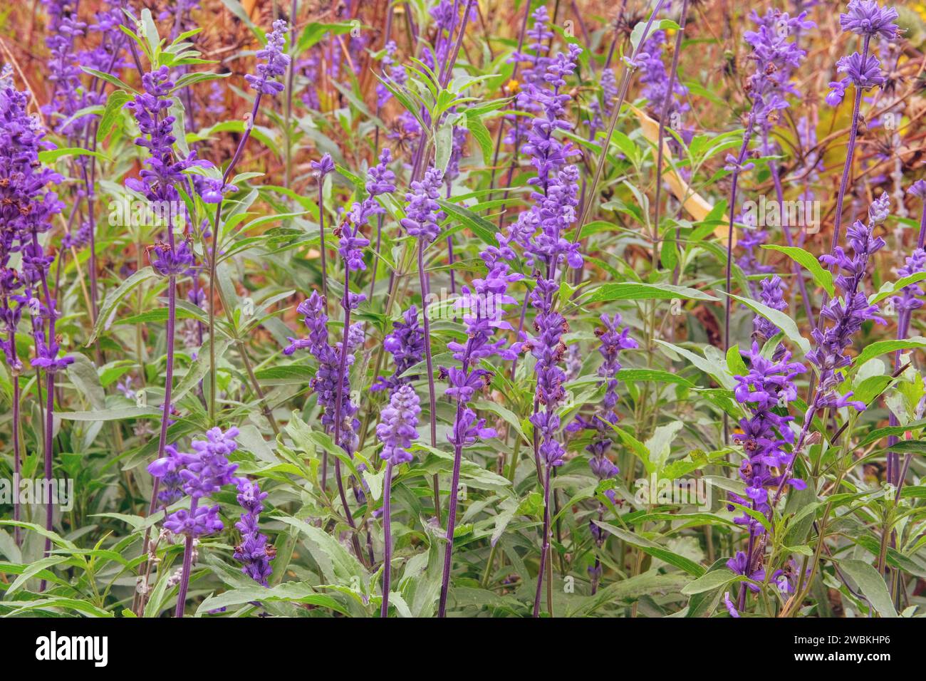 Salvia violet color in meadow. Purple summer sage on blurred background