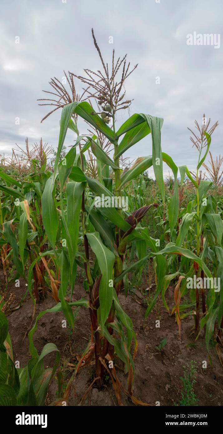Middle of corn field hi-res stock photography and images - Alamy