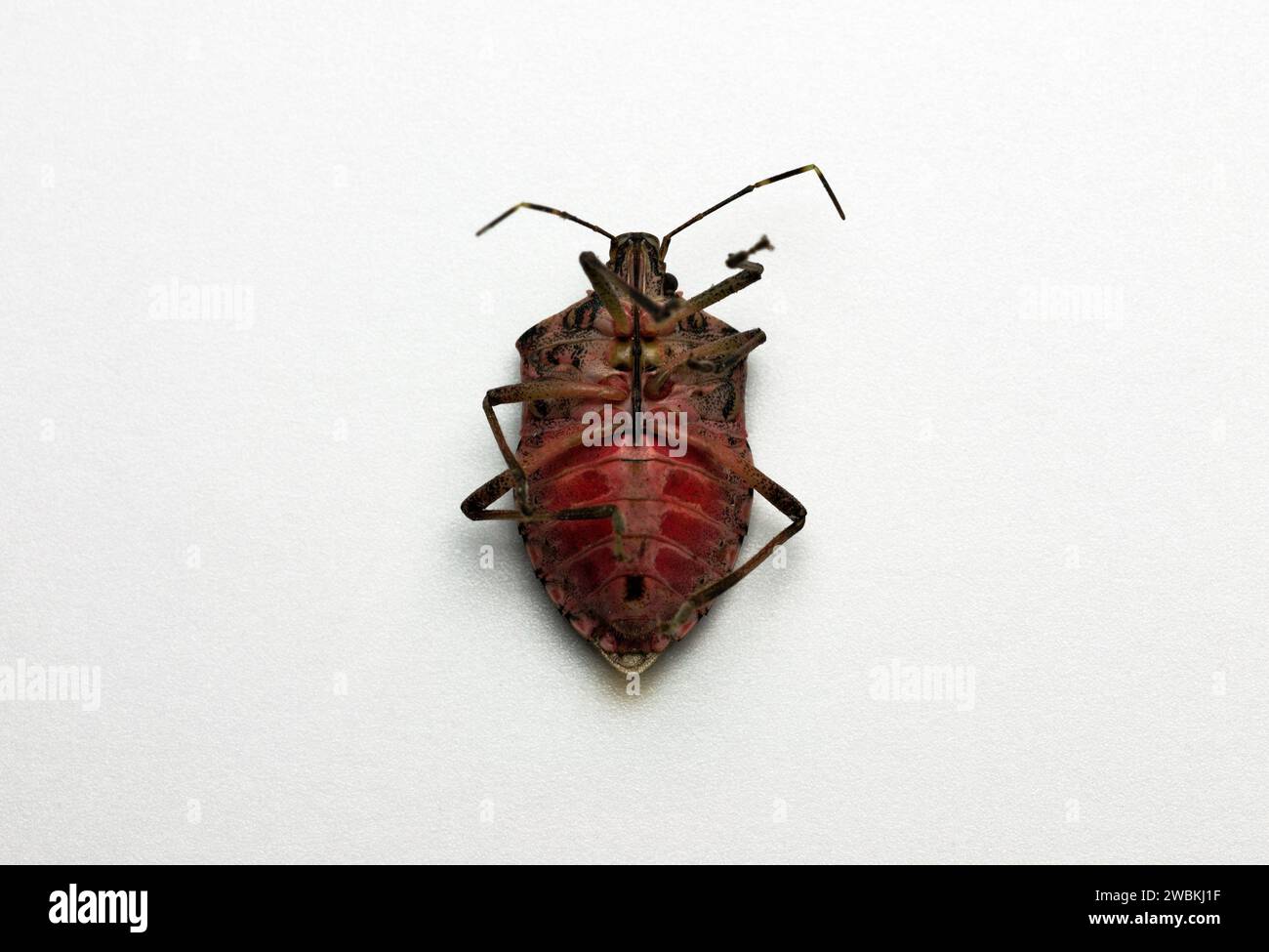 upside down bed bug on white background Stock Photo