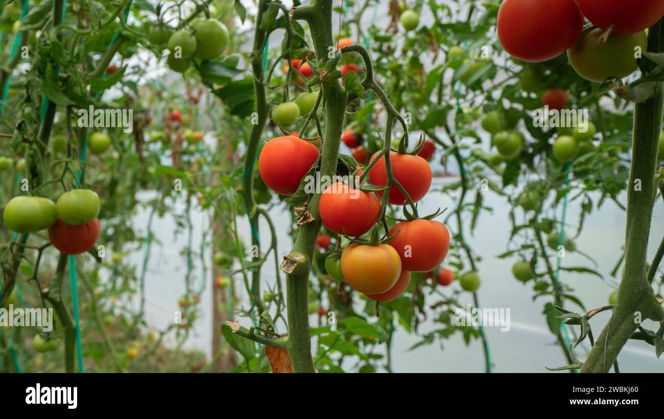 View of red and green tomatoes hanging on plants in the middle of a ...