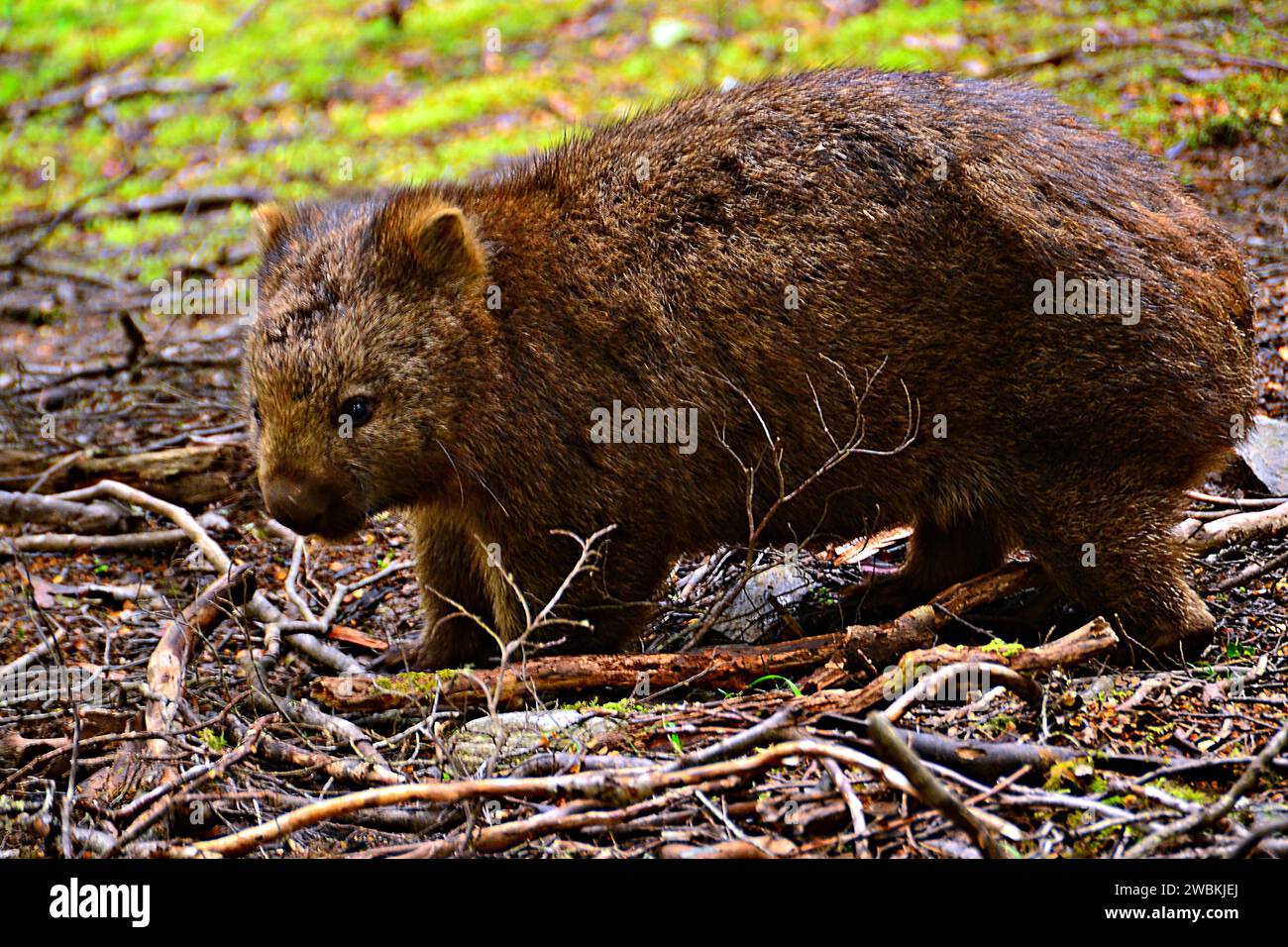 A wombat spotted in the wild really made the day felt awesome. Stock Photo