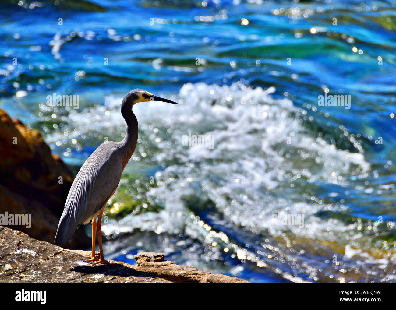 A white faced heron by the beach seems to be having a deep thought. Or possibly patiently waiting for preys. Stock Photo