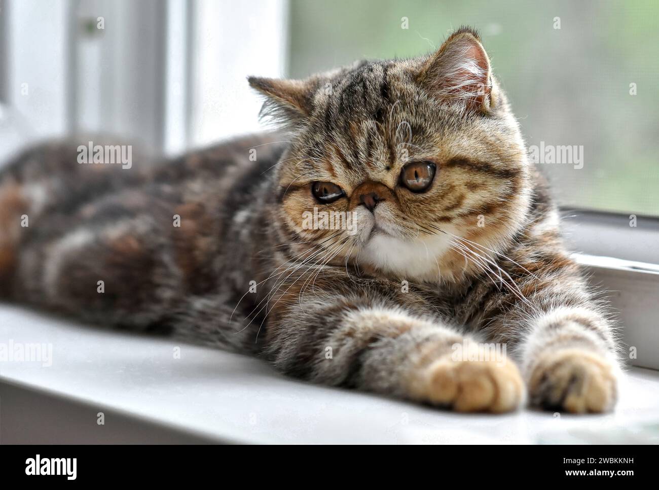 Brown exotic Shorthair kitten lying by the window and looks away. Toddler animals and adorable Persian cats concept. Stock Photo