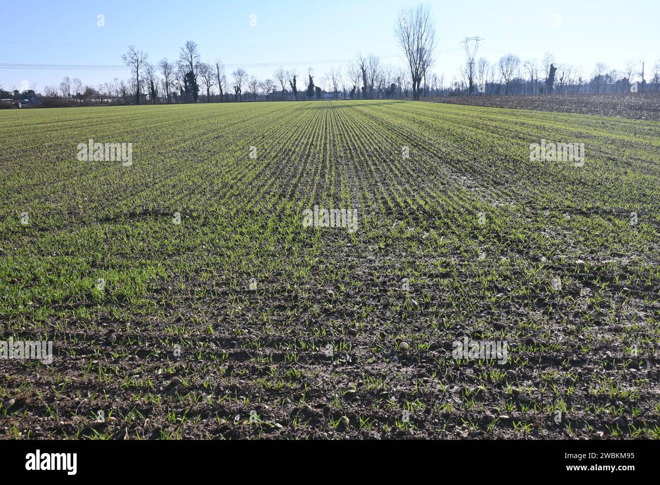 Agricultural field Stock Photo