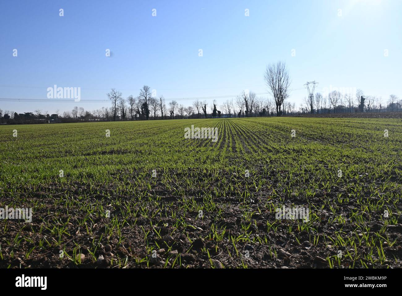 Cultivation field Stock Photo