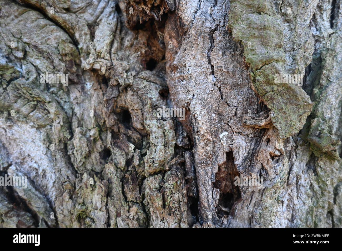 Bark (Tree) Stock Photo