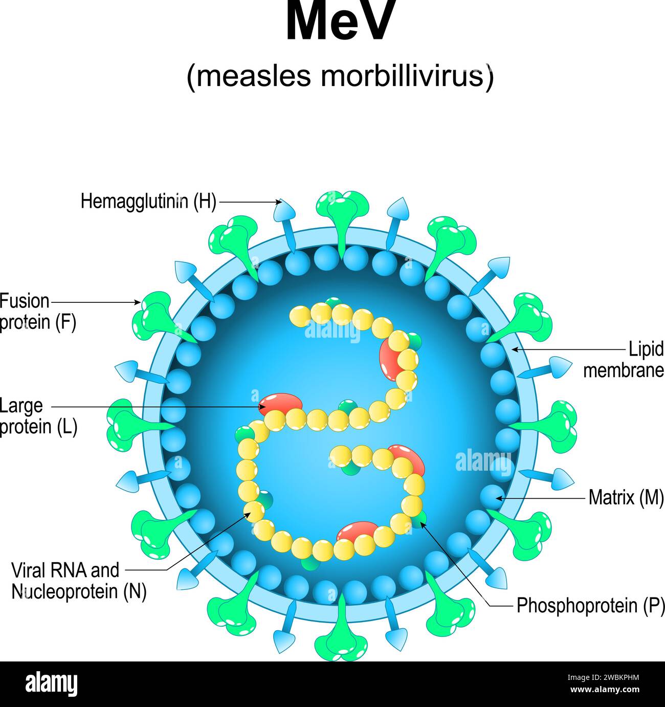 measles morbillivirus structure. Close-up of a MeV Virion anatomy. Magnified of measles virus. Vector diagram Stock Vector