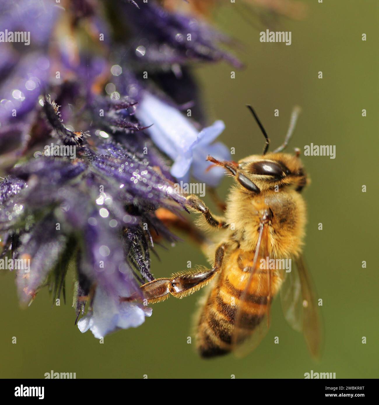 Pequeña abeja (Apis mellifera) Stock Photo