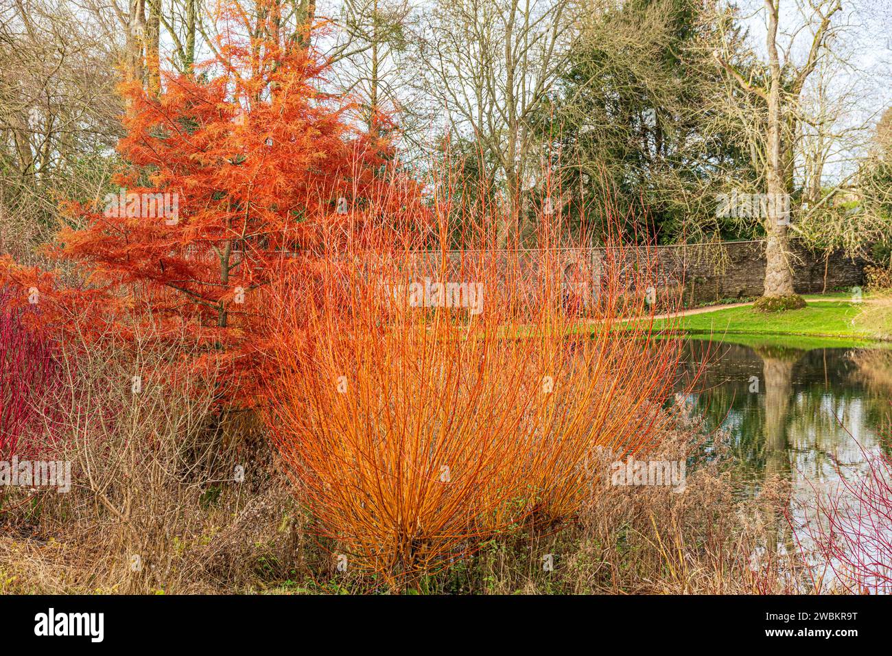 Winter colour beside the lake at Dyrham Park, South Gloucestershire ...