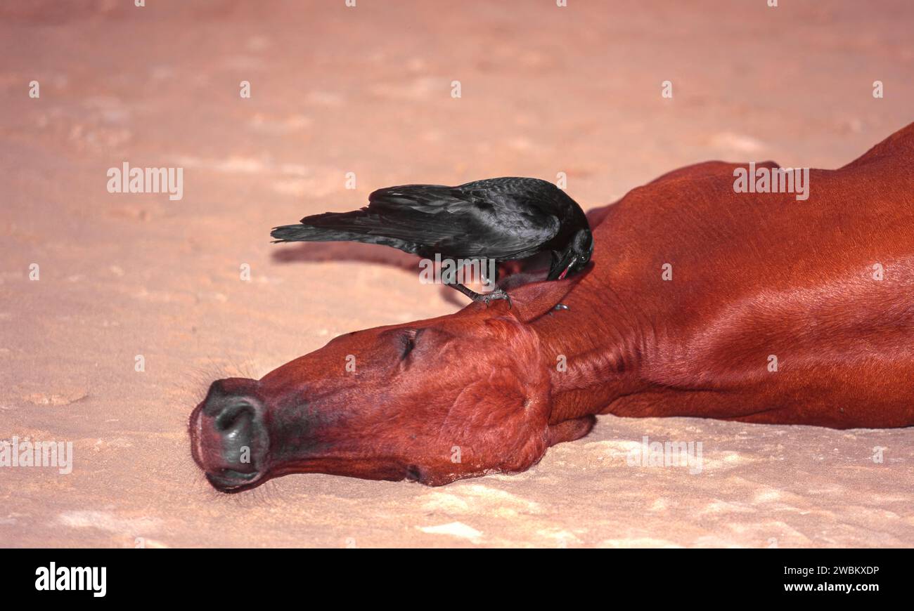 Cow lying on a sand beach in Sri Lanka a crow pecking ticks from the cows ear Stock Photo