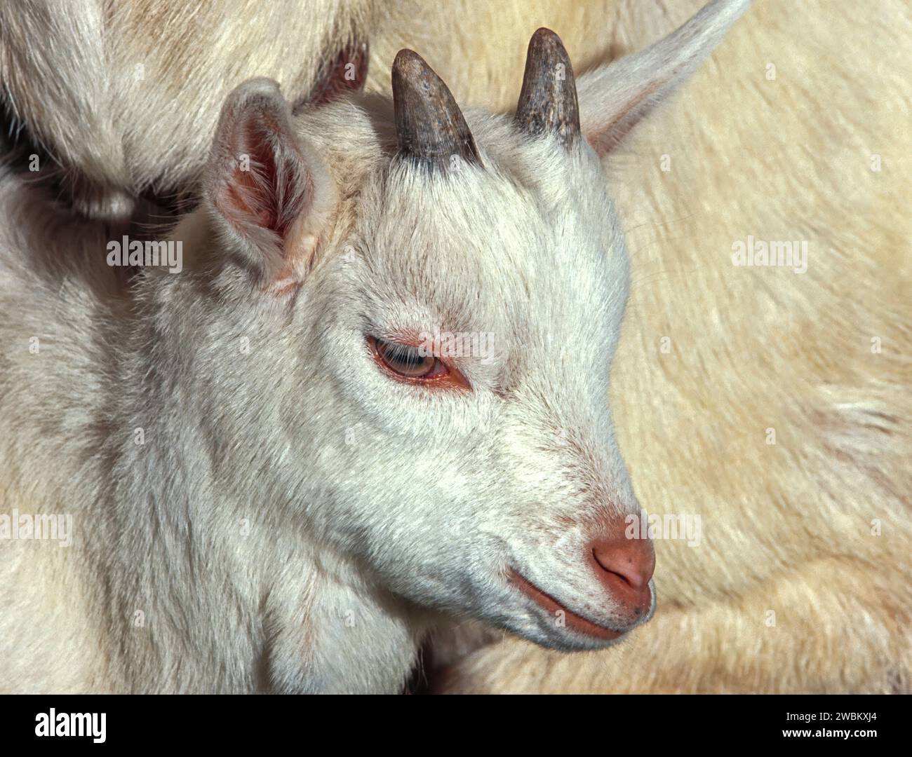Goats capra hircus hi-res stock photography and images - Alamy