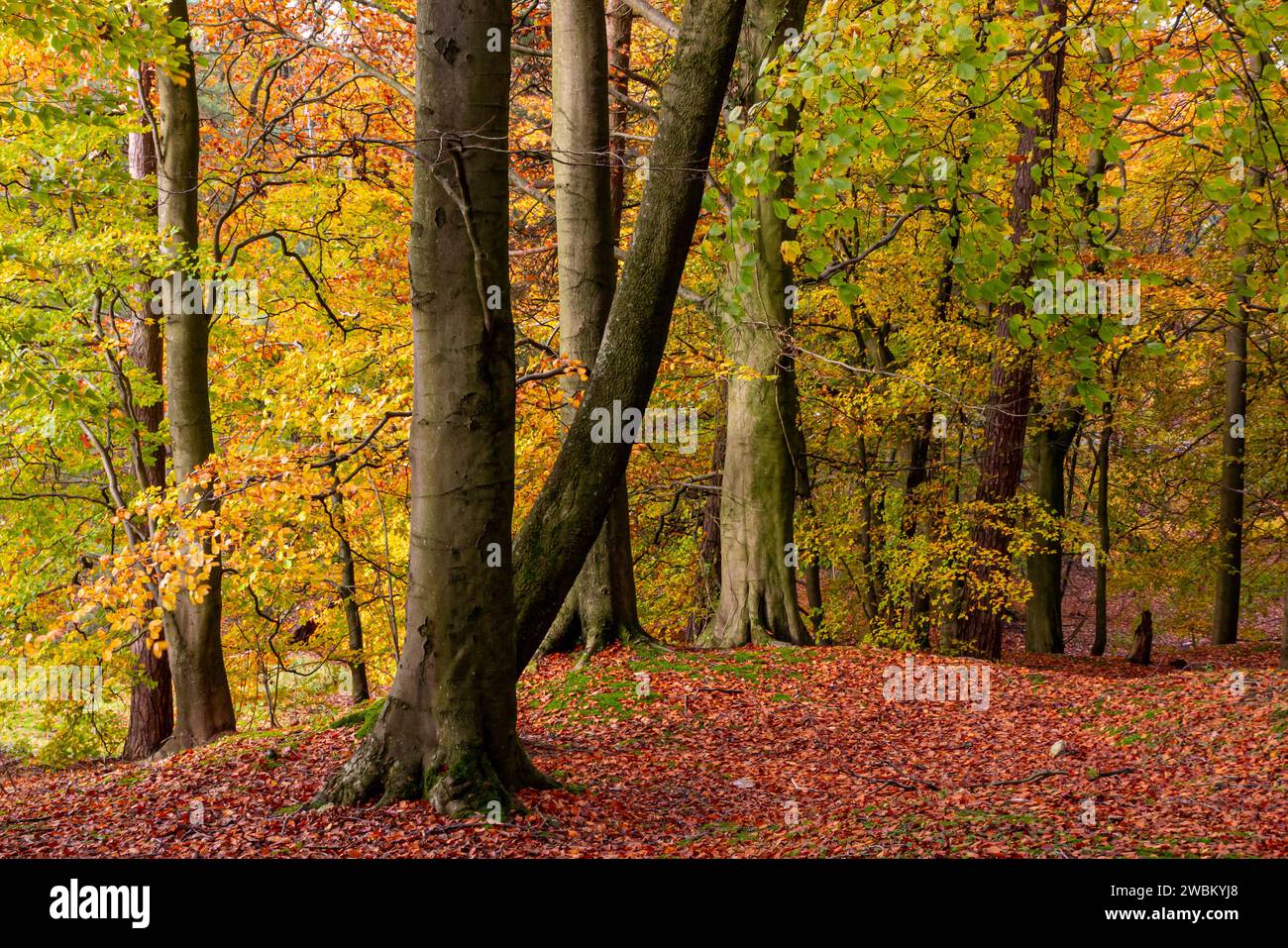 Trees in forest golden leaves hi-res stock photography and images - Alamy
