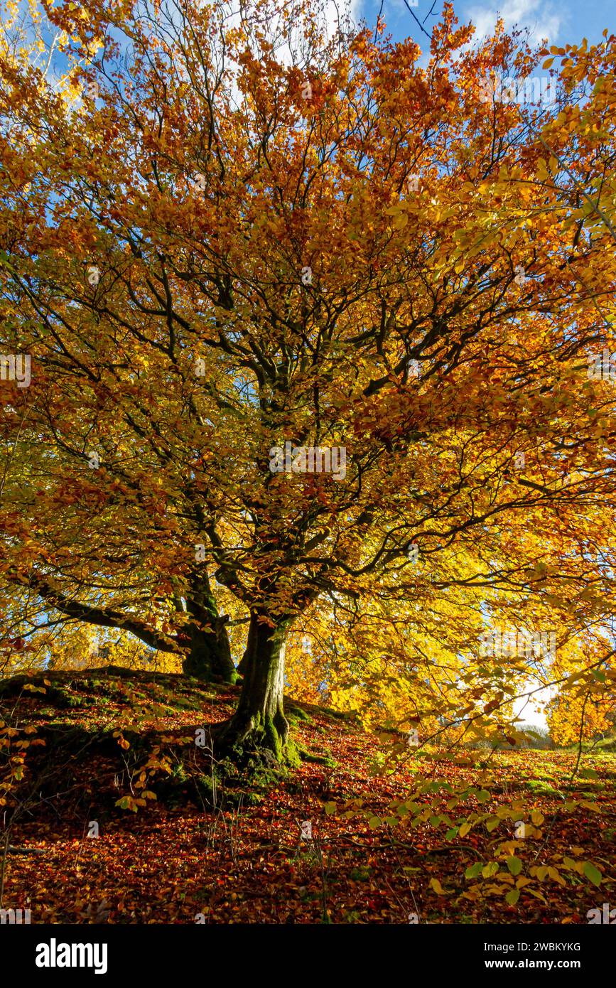 Golden autumn trees and leaves hi-res stock photography and images - Alamy
