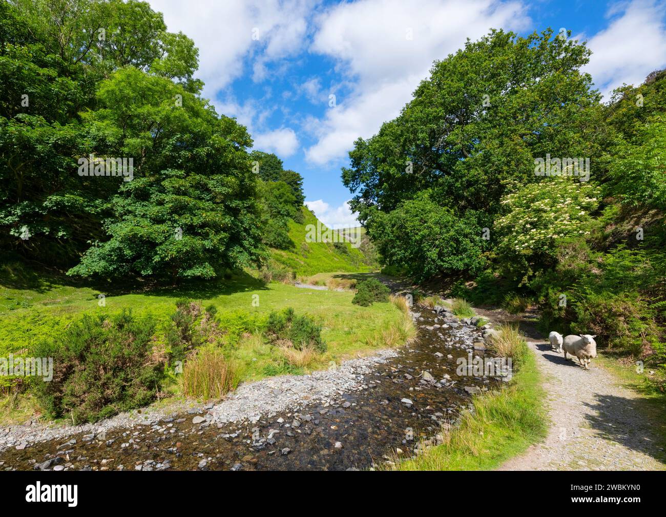 Sheep in Ashes Hollow, a valley of the Long Mynd, Shropshire Stock