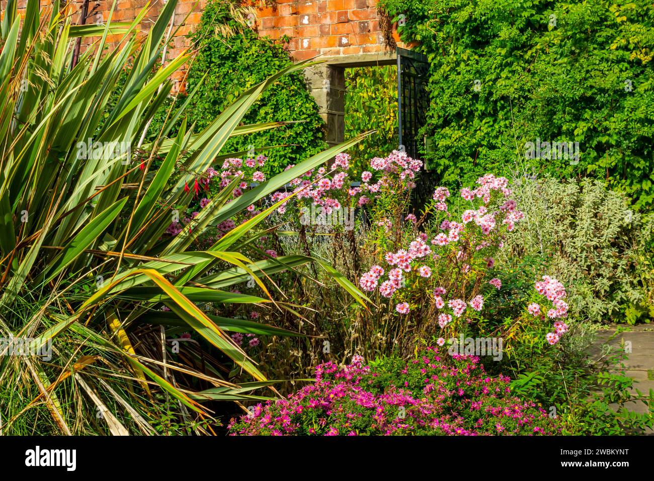 Old english garden flower hi-res stock photography and images - Alamy