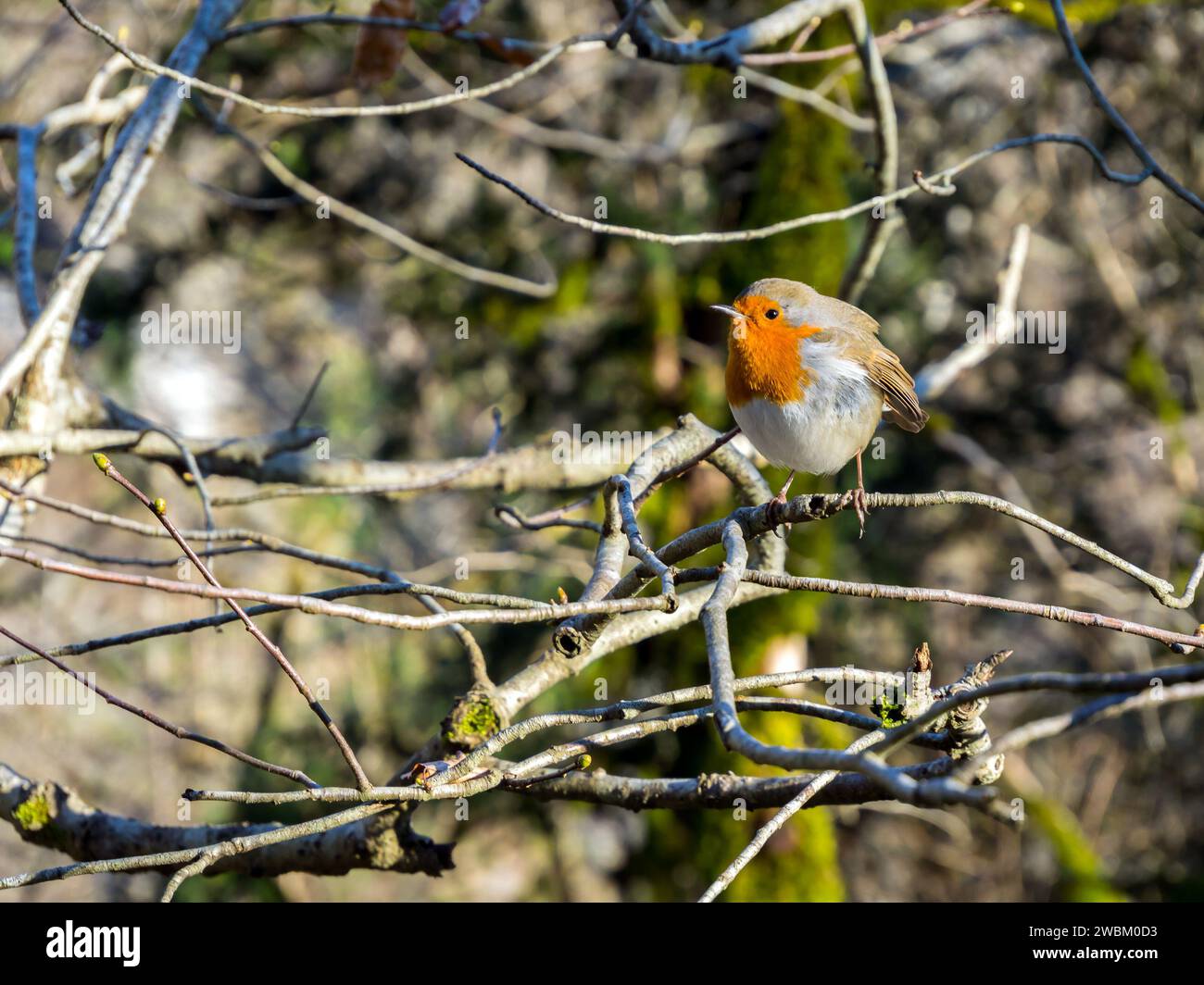Black-headed red-breasted nuthatch (sitta krueperi) on a branch in a spring forest Stock Photo