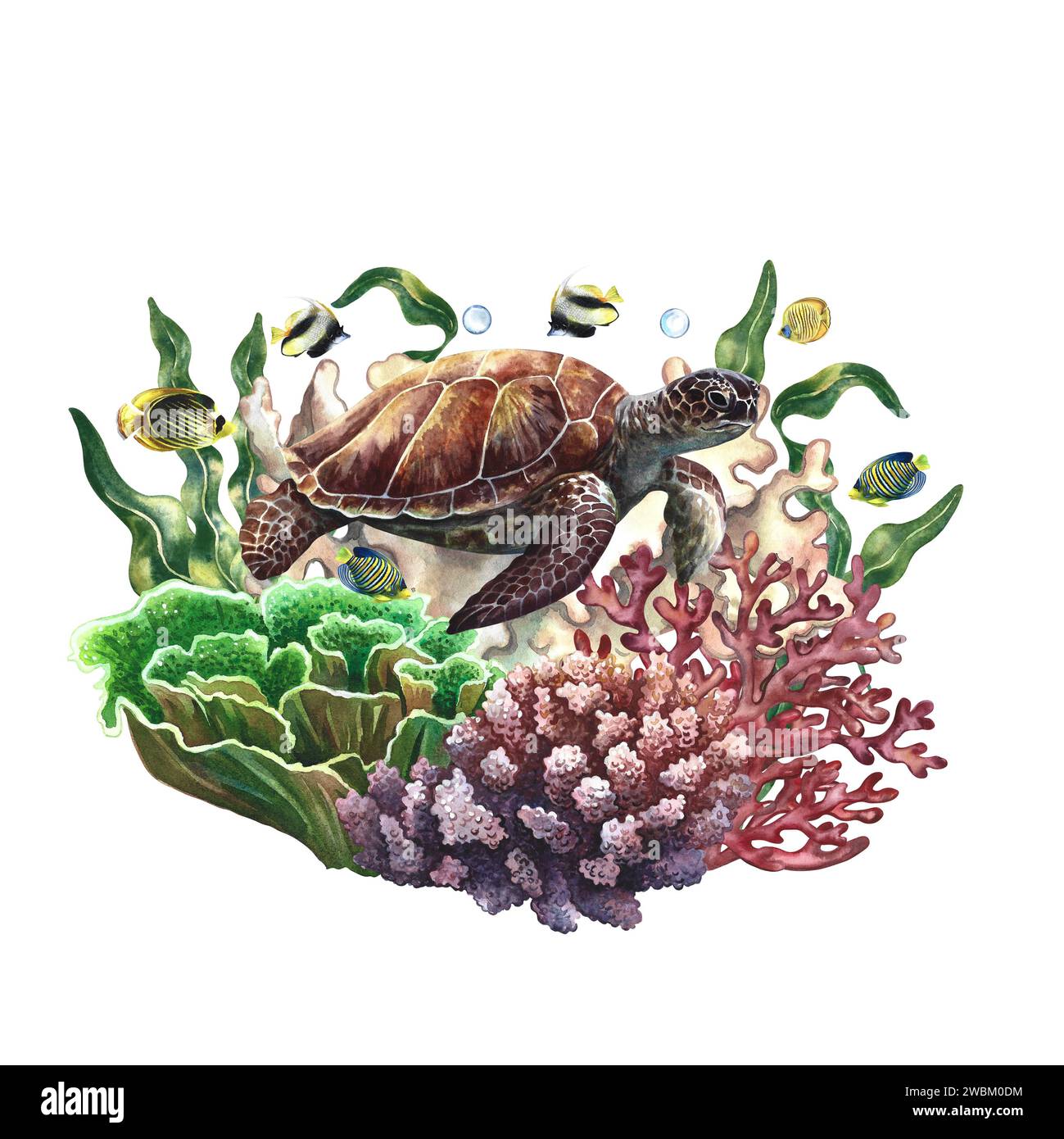 Sea turtle on a background of corals. Underwater world with colorful coral fish. Watercolor painted by hand. For business cards and banners, flyers an Stock Photo