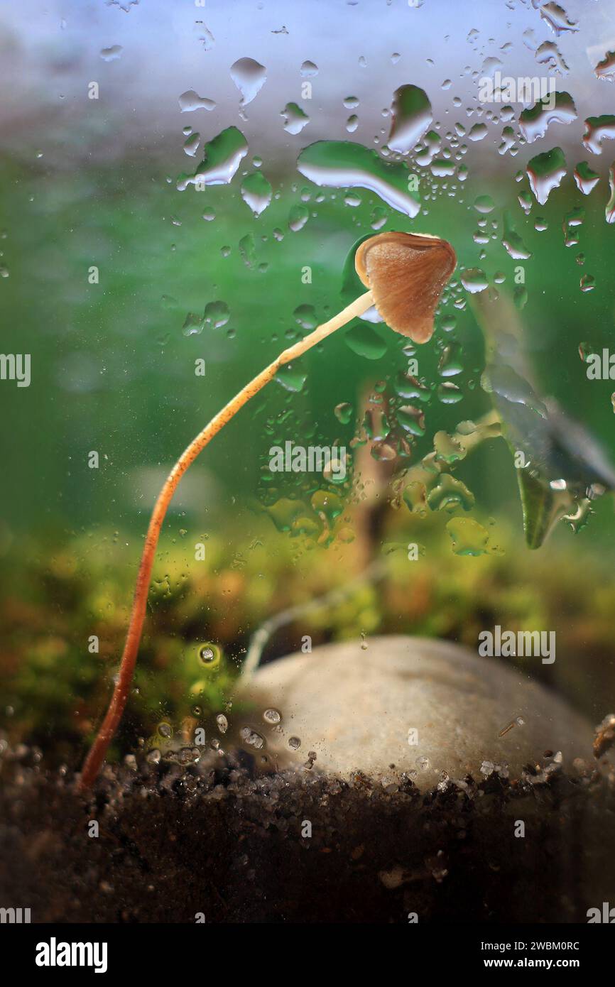 A terrarium with a mushroom growing inside with water sprayed on it. Stock Photo