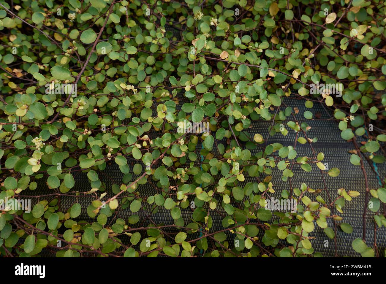 Muehlenbeckia complexa plant close up Stock Photo