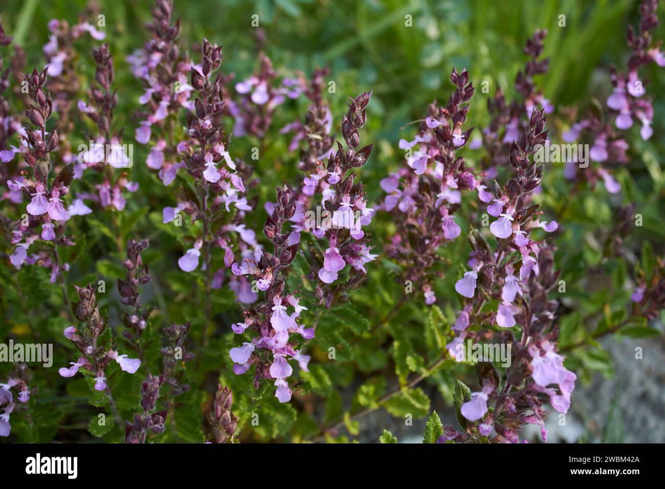 close-up-of-wall-germander-hi-res-stock-photography-and-images-alamy