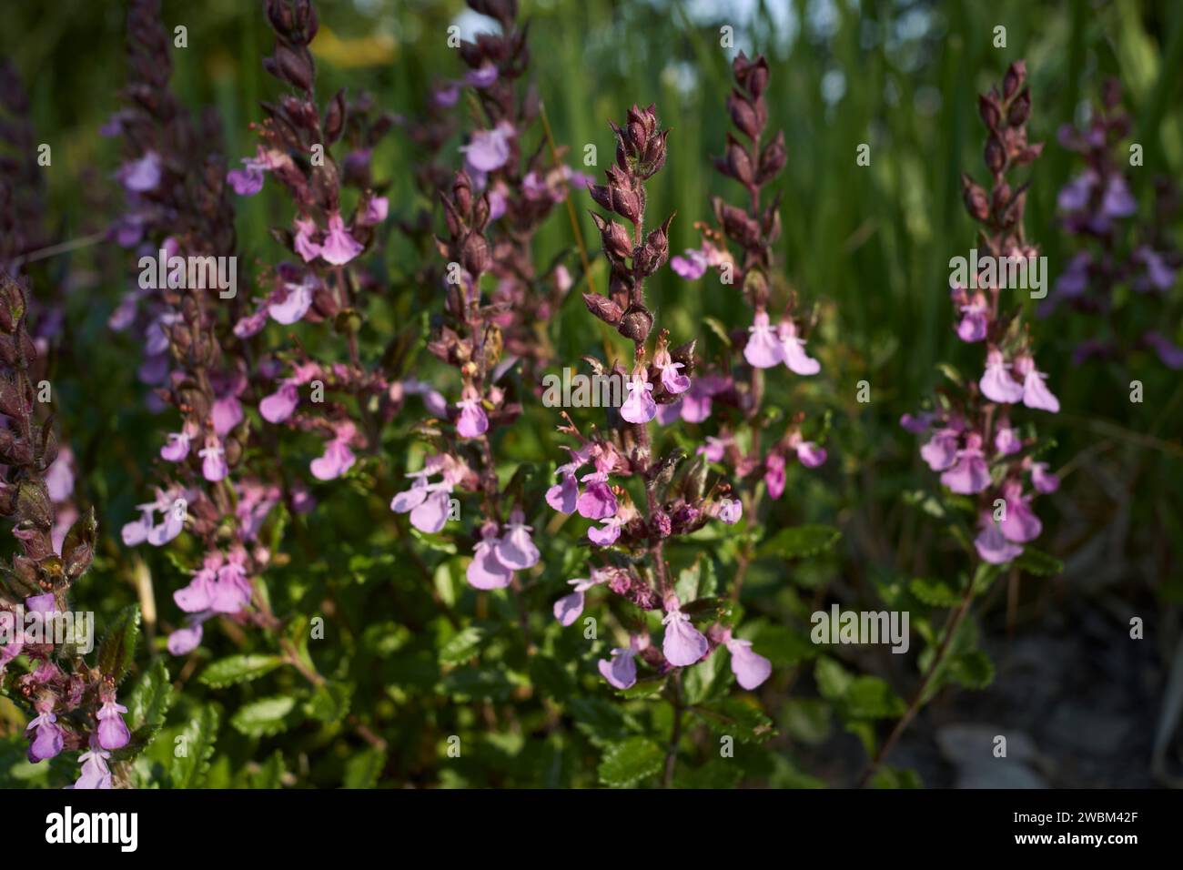 close-up-of-wall-germander-hi-res-stock-photography-and-images-alamy
