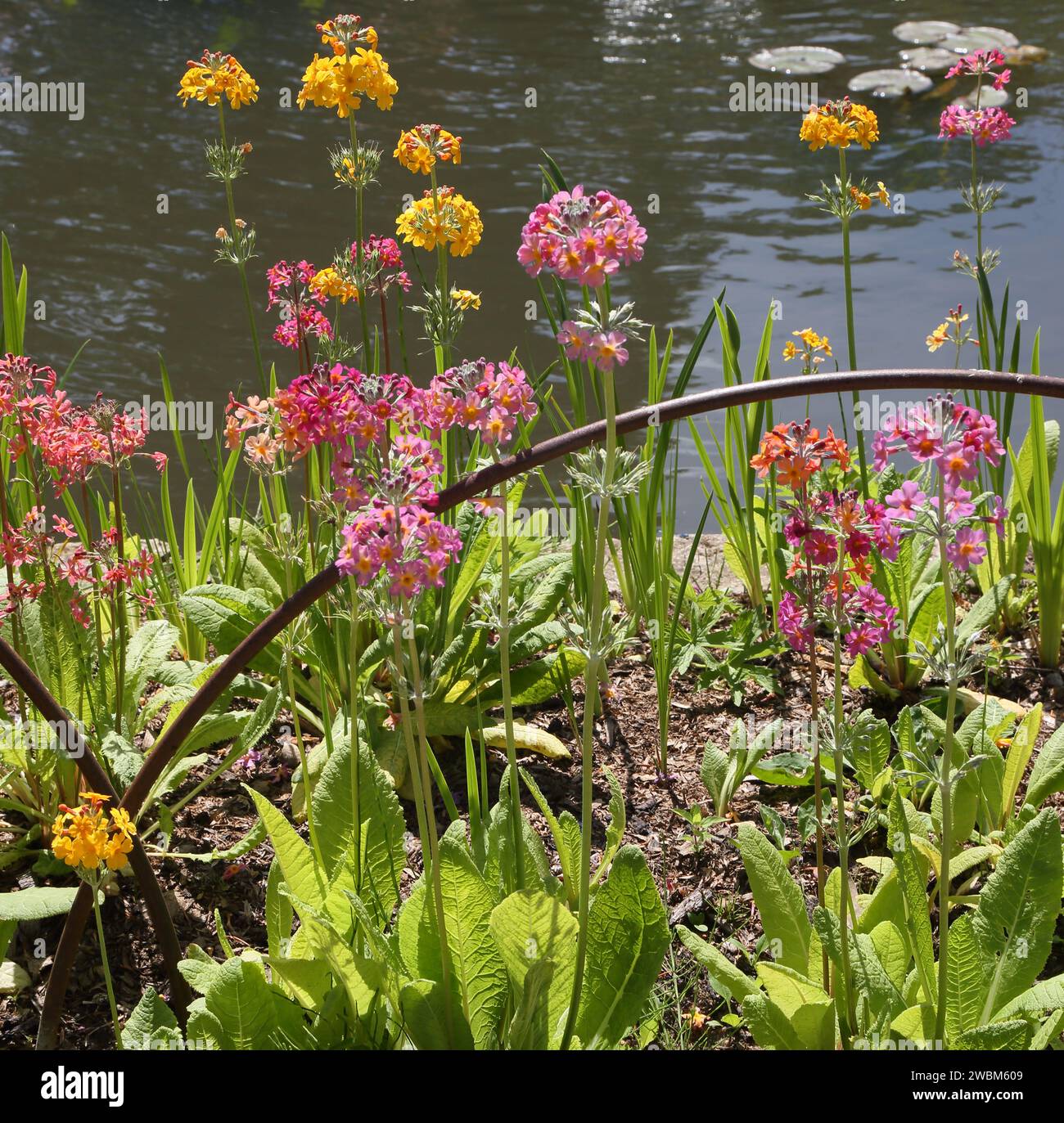 Primula (Candalabra Primrose) by Pond Stock Photo