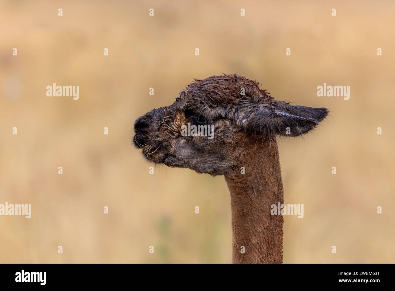 Closeup of a brown llama, lama glama, after a shower of rain. Expressive face side view. This South American domesticated animal is farmed for its sof Stock Photo