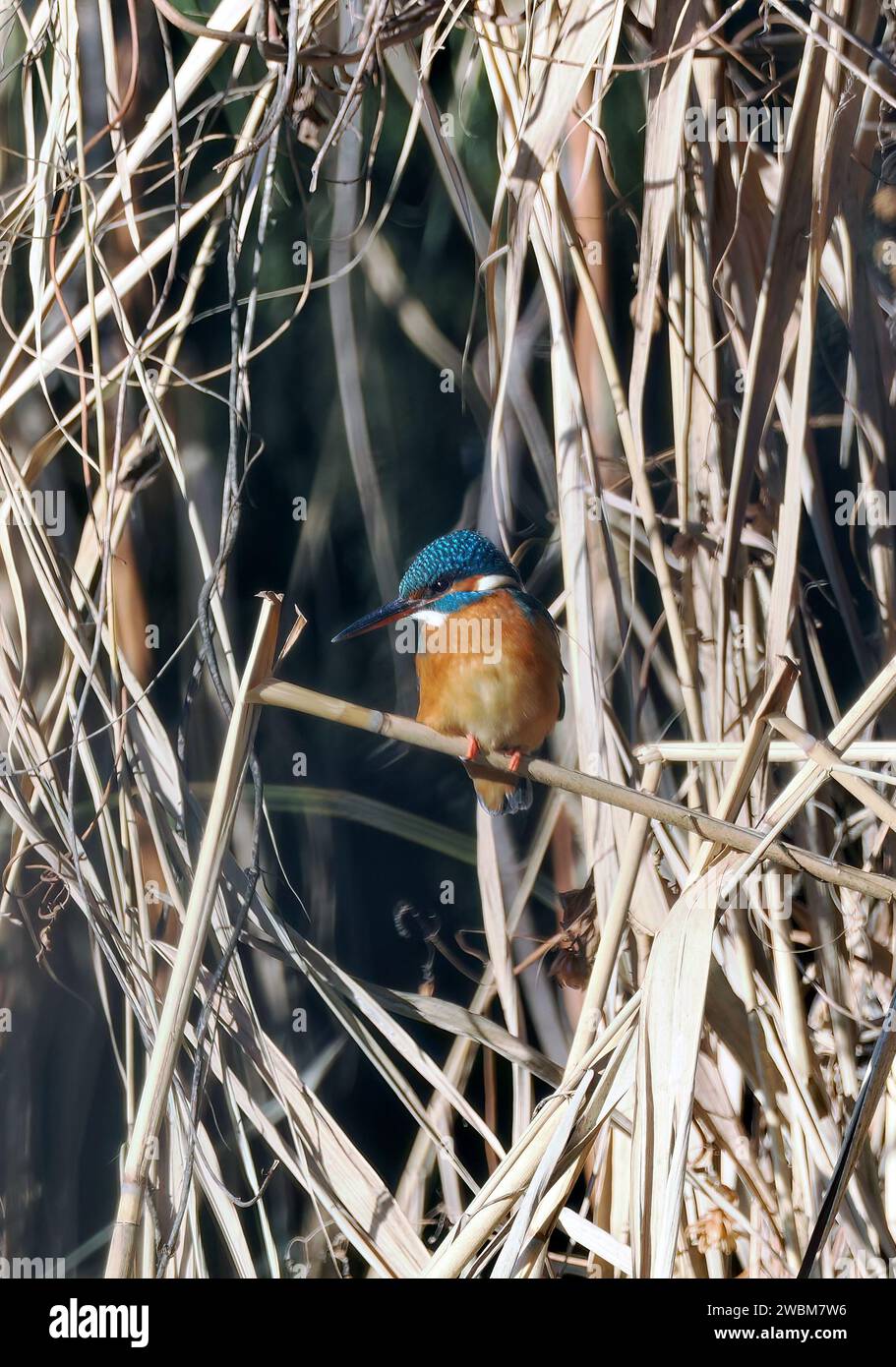 Common kingfisher, Eisvogel, Martin-pêcheur d'Europe, Alcedo atthis, jégmadár, Hungary, Magyarország, Europe Stock Photo