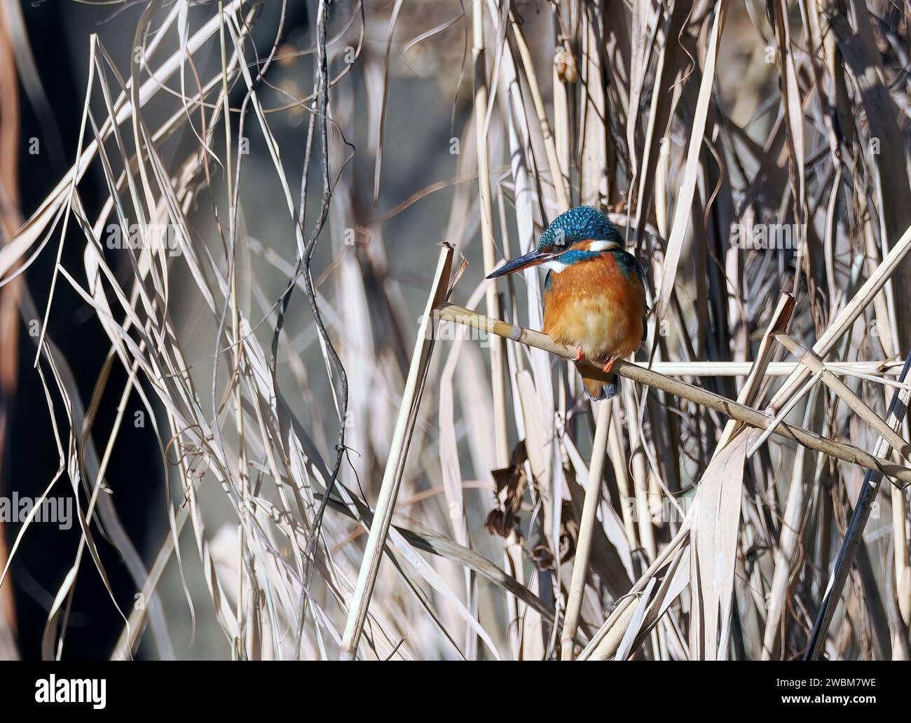 Common kingfisher, Eisvogel, Martin-pêcheur d'Europe, Alcedo atthis, jégmadár, Hungary, Magyarország, Europe Stock Photo