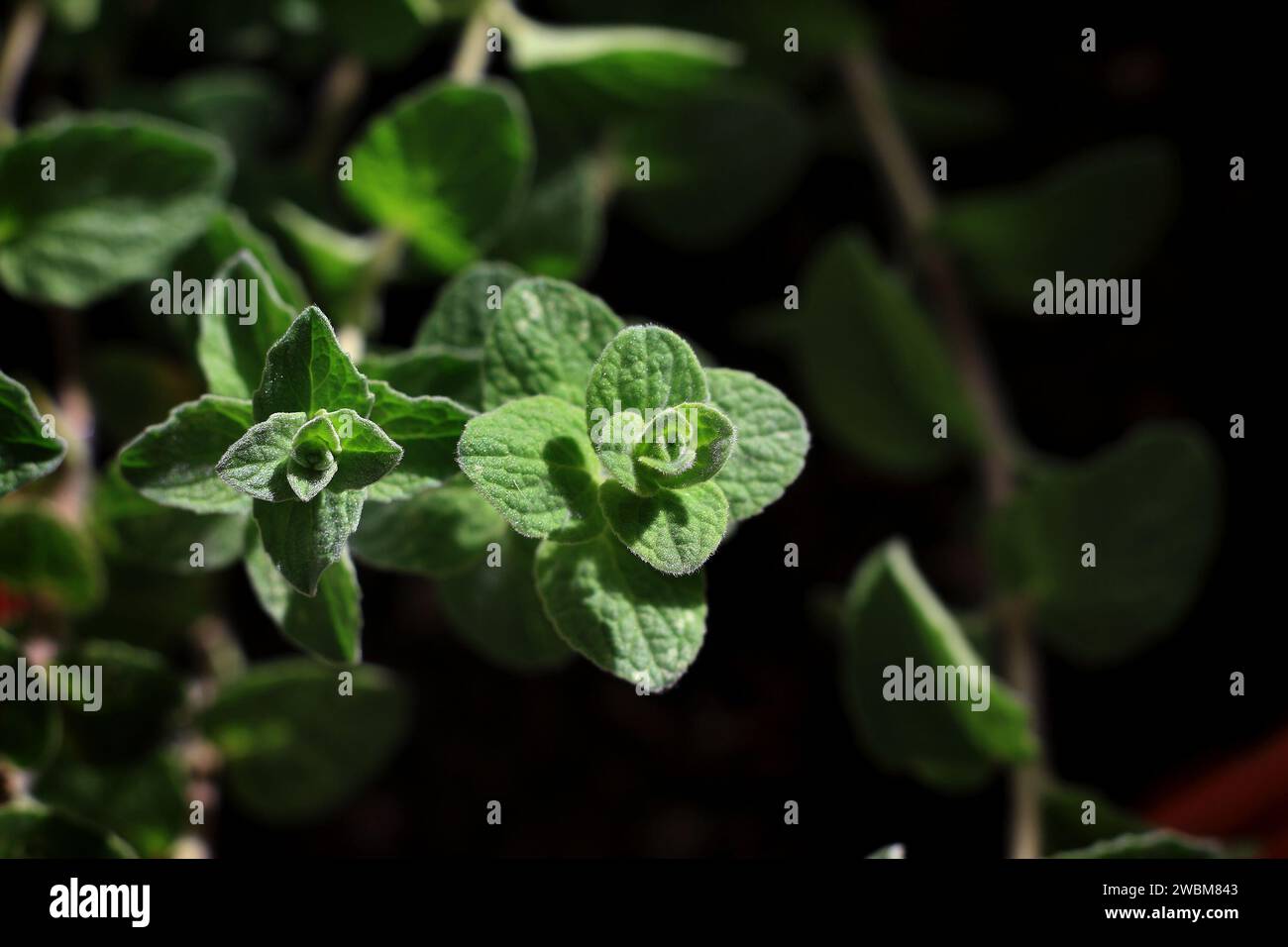 Zaatar Tree Lebanese cuisine hi-res stock photography and images - Alamy
